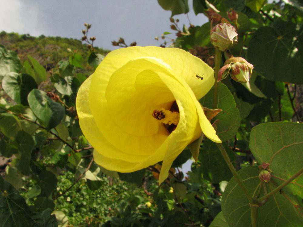 Image of Thespesia populnea specimen.