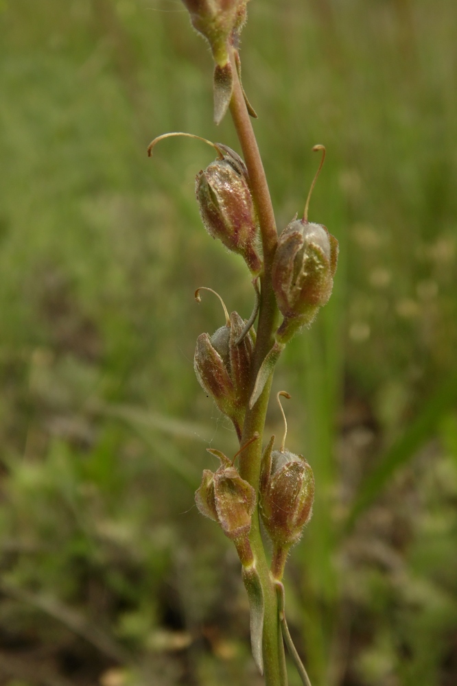 Изображение особи Linaria macroura.