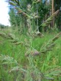 Calamagrostis epigeios