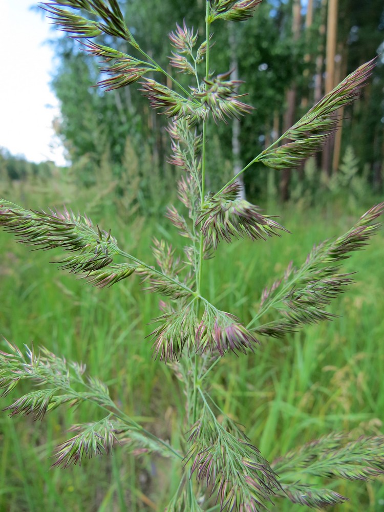 Изображение особи Calamagrostis epigeios.