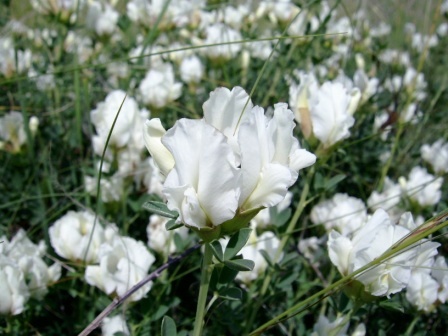 Image of Chamaecytisus skrobiszewskii specimen.