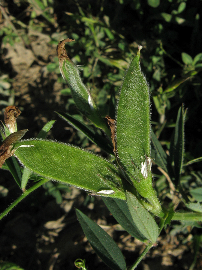 Изображение особи Vicia bithynica.