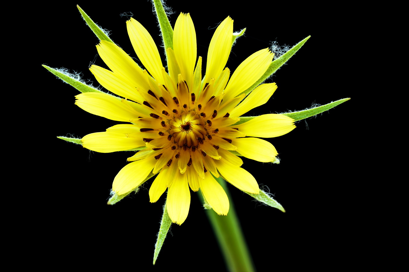 Изображение особи Tragopogon dubius ssp. major.