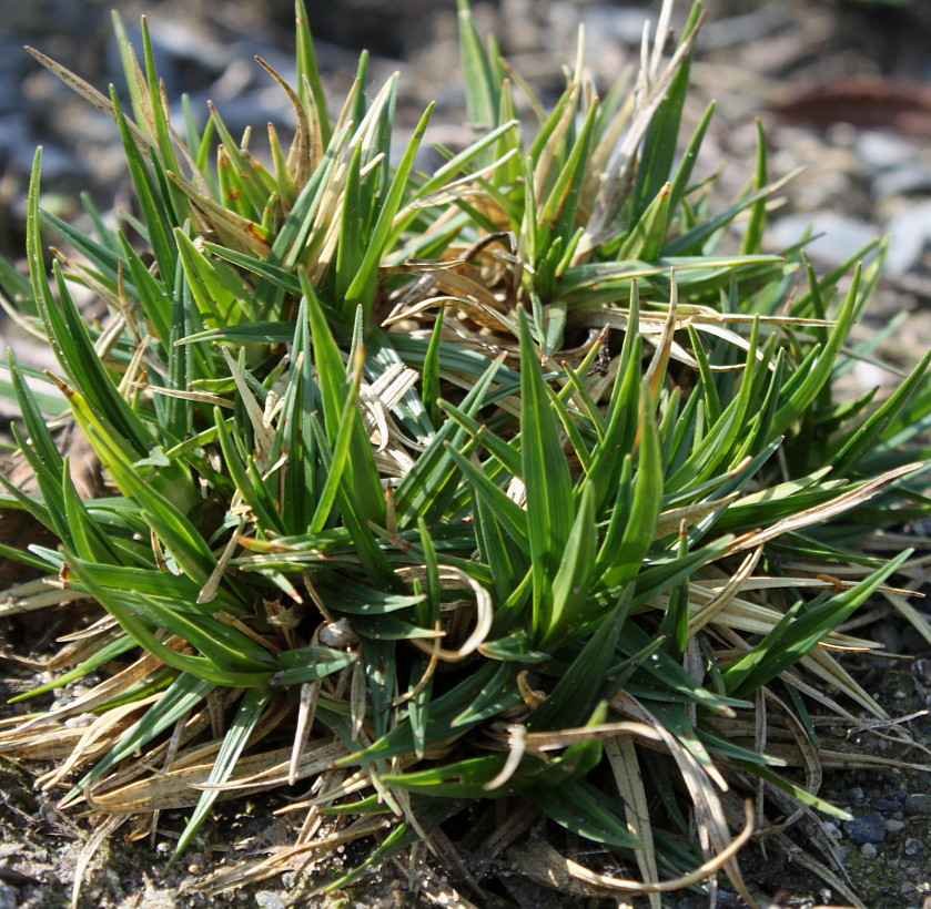 Image of Carex firma specimen.