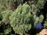 Cupressus torulosa