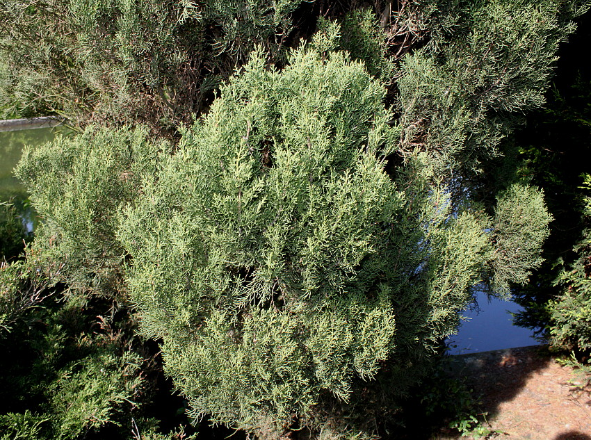 Image of Cupressus torulosa specimen.