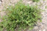 род Erodium