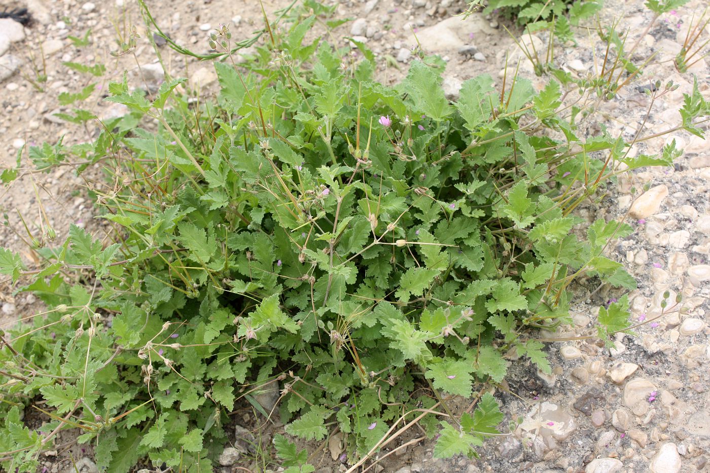 Изображение особи род Erodium.