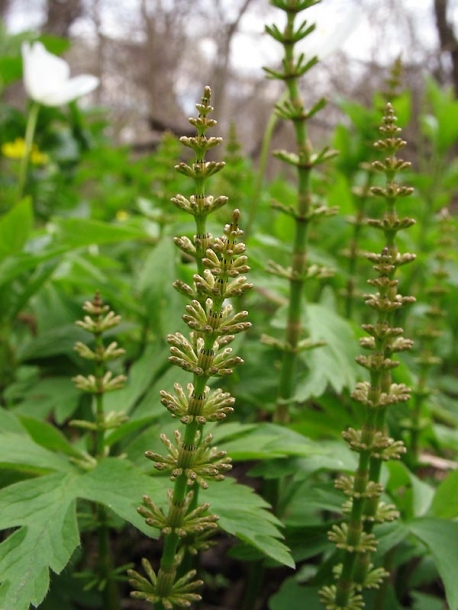 Image of Equisetum pratense specimen.