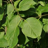 Syringa amurensis. Листья. Комсомольск-на-Амуре, в городском озеленении. 24.06.2014.
