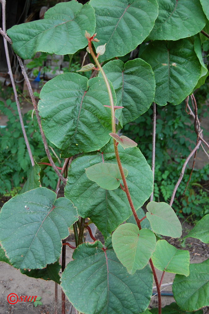 Изображение особи Actinidia chinensis var. deliciosa.