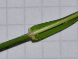 Image of taxon representative. Author is Татьяна Мальчинская