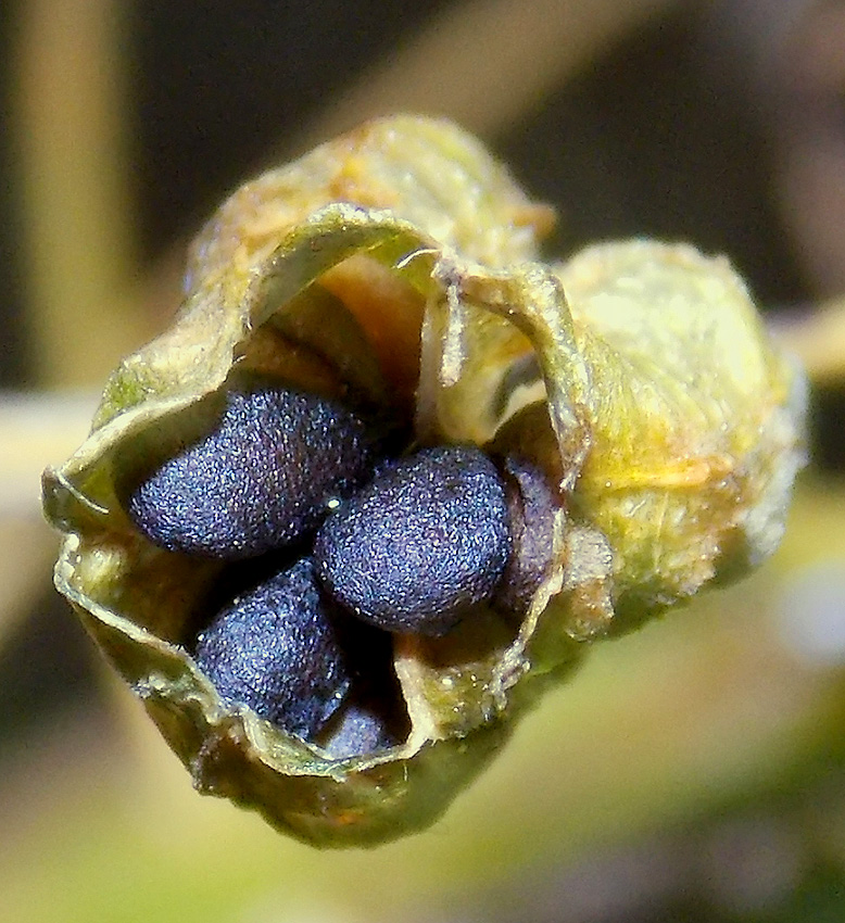 Image of Ornithogalum arcuatum specimen.