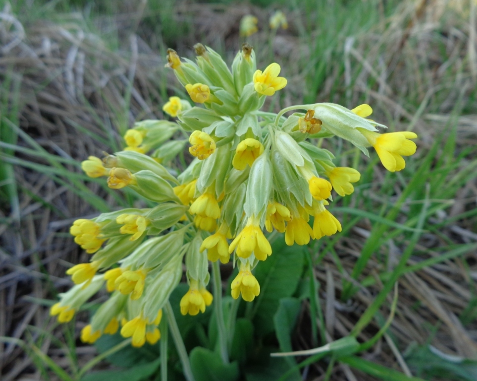 Image of Primula veris specimen.