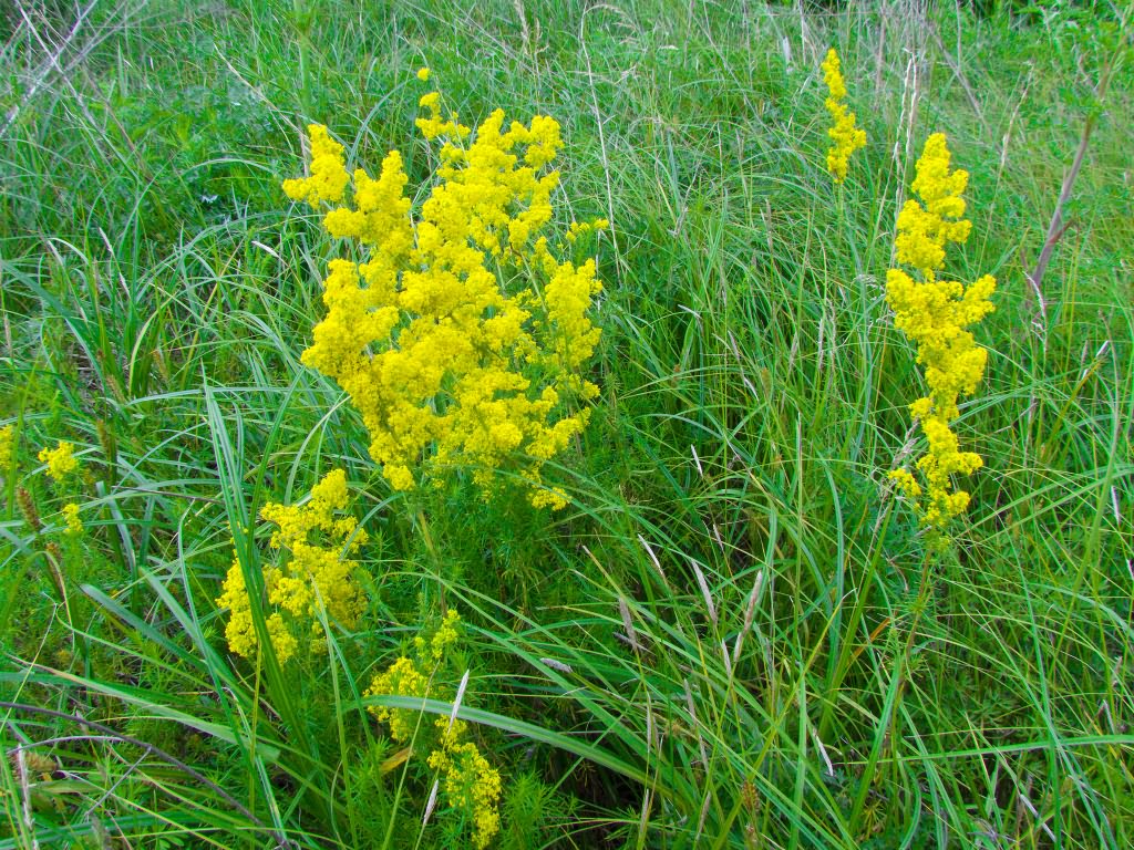 Изображение особи Galium glabratum.