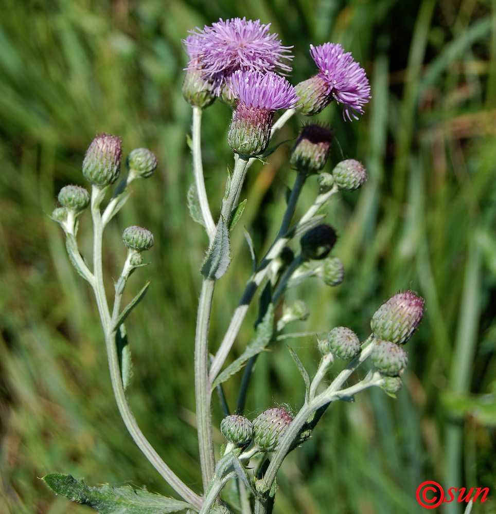 Изображение особи Cirsium incanum.