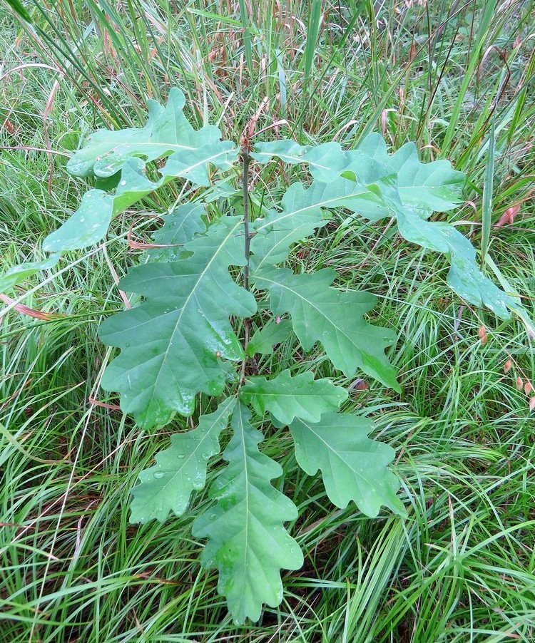 Изображение особи Quercus robur.