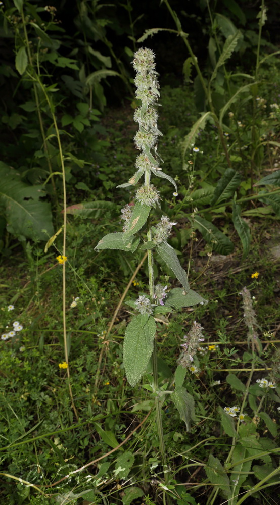 Image of Stachys germanica specimen.