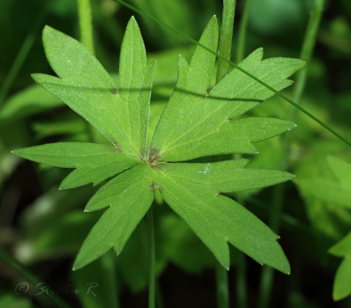 Изображение особи Ranunculus nemorosus.