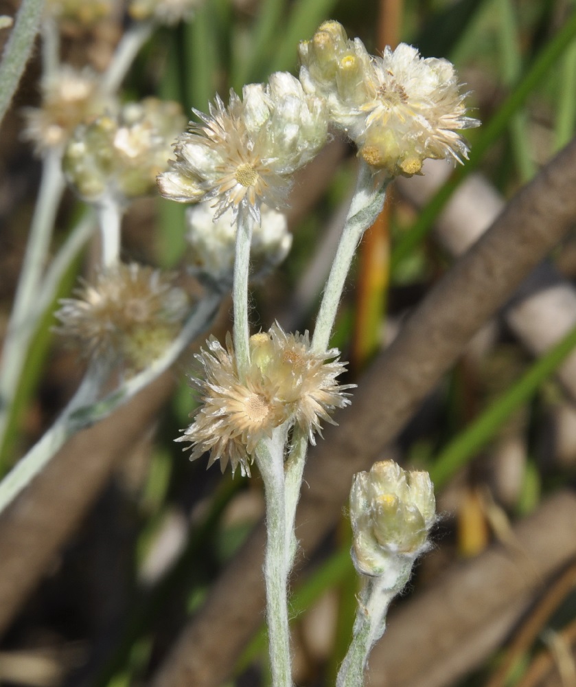 Image of Laphangium luteoalbum specimen.