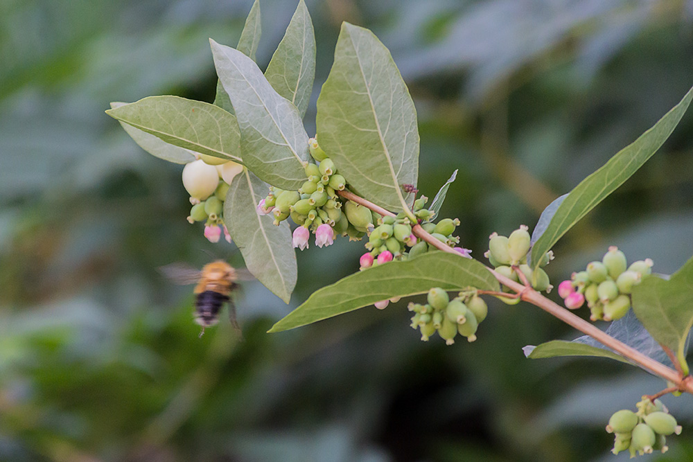 Изображение особи Symphoricarpos albus var. laevigatus.