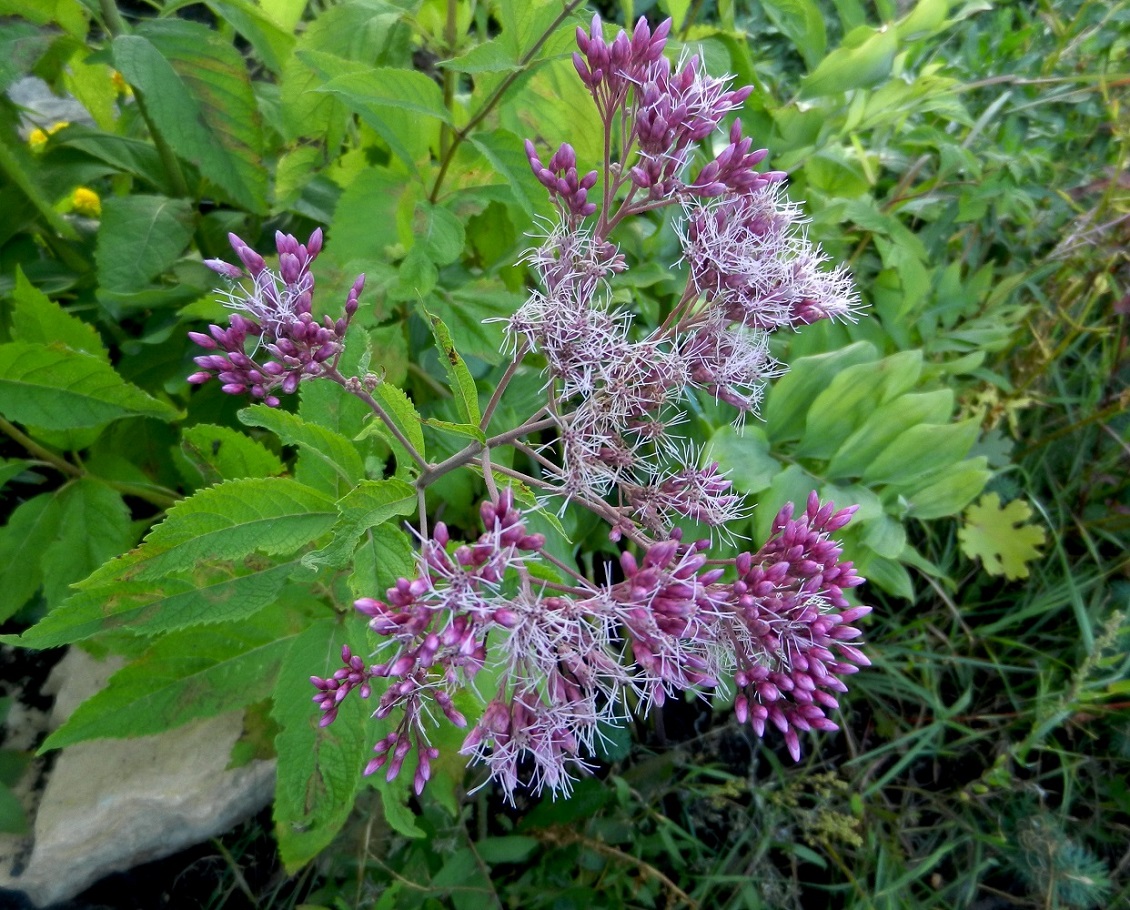 Image of Eupatorium purpureum specimen.