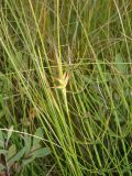 Carex pauciflora