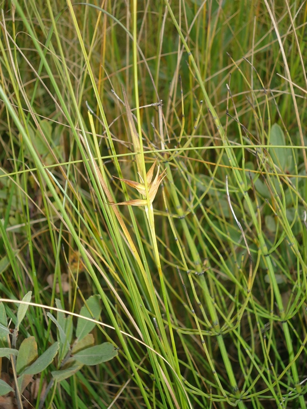 Image of Carex pauciflora specimen.