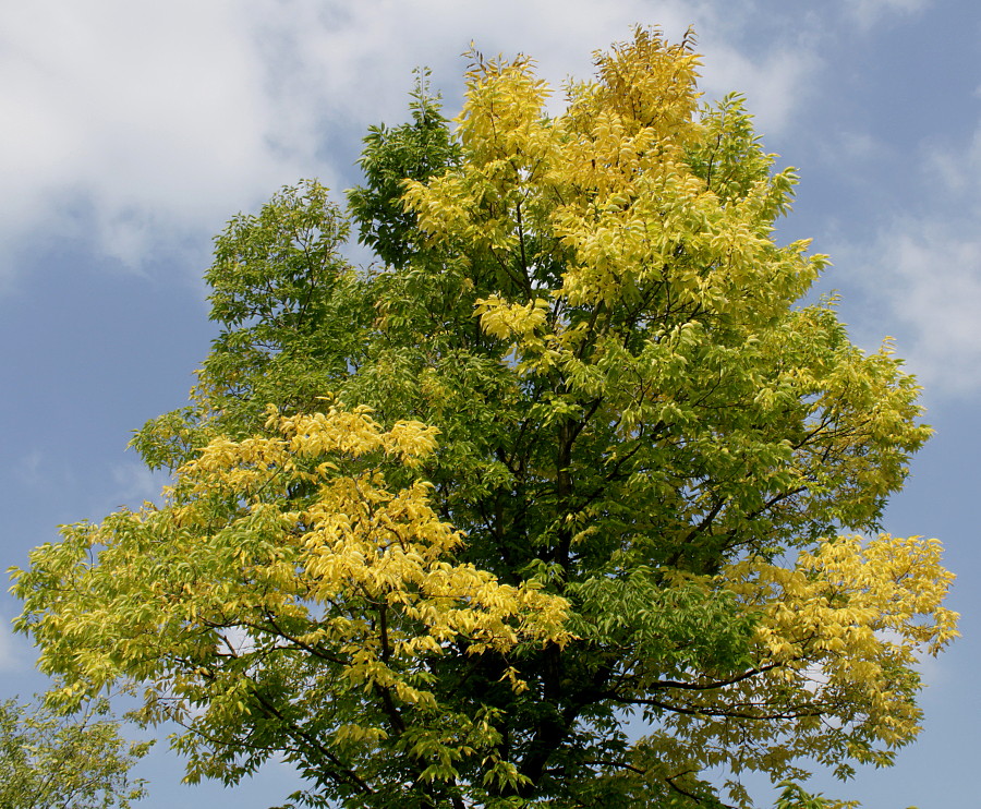 Image of genus Celtis specimen.
