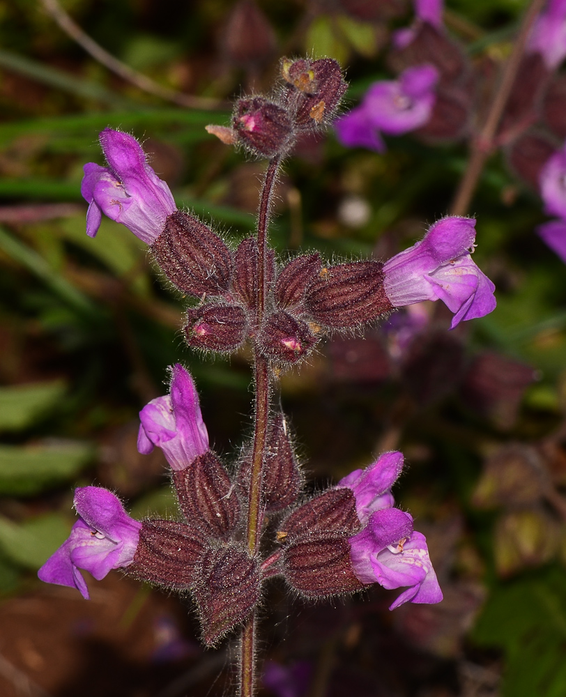 Изображение особи Salvia pinnata.