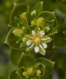 Honckenya peploides ssp. diffusa
