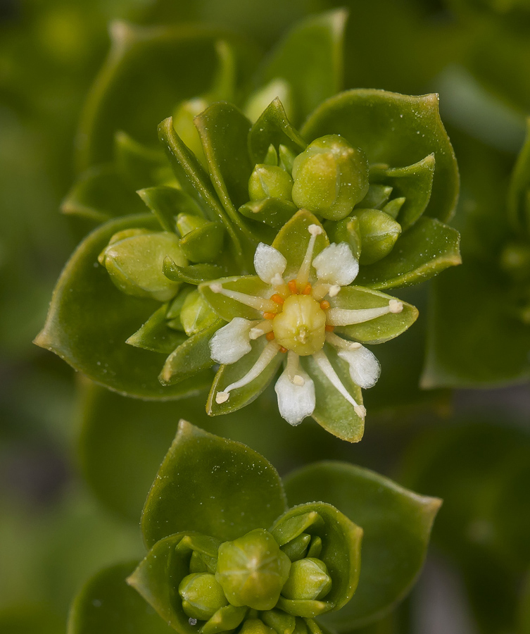 Изображение особи Honckenya peploides ssp. diffusa.