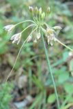 Allium paniculatum. Соцветие. Крым, Ялта, ущелье Уч-Кош. 05.08.2009.