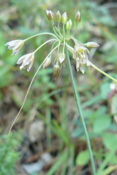 Изображение особи Allium paniculatum.