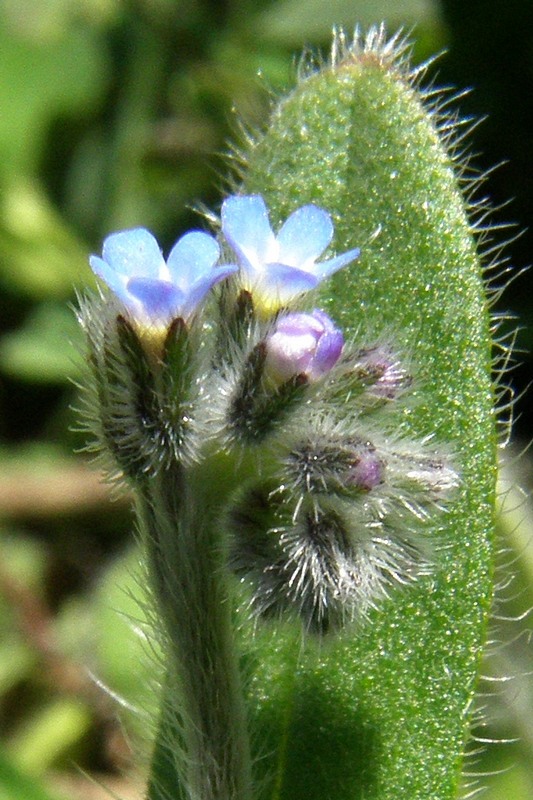 Изображение особи Myosotis arvensis.