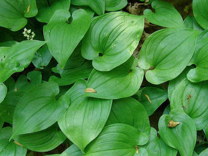 Image of Maianthemum bifolium specimen.