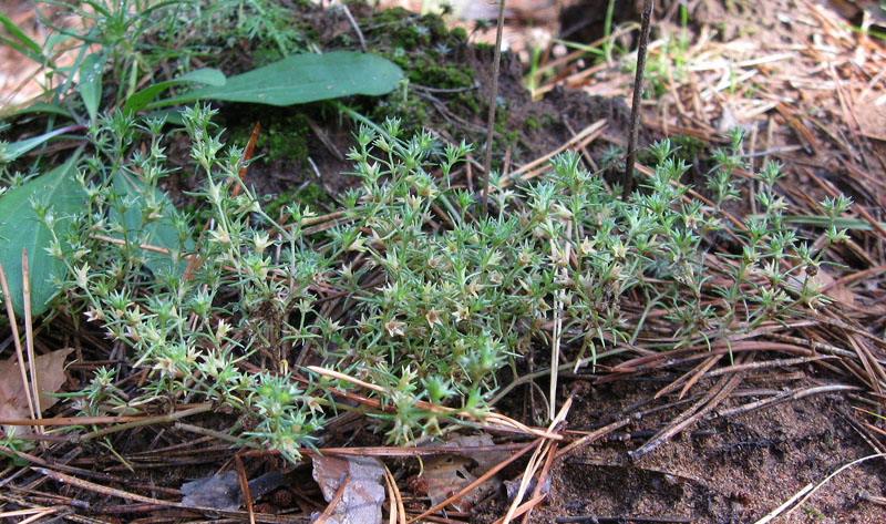 Изображение особи Scleranthus annuus.