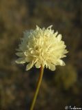 Cephalaria coriacea