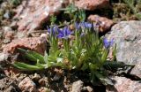 Gentiana karelinii. Цветущее растение. Тянь-Шань, хр. Илейский (Заилийский) Алатау, Малоалмаатинское ущ. 08.07.2006