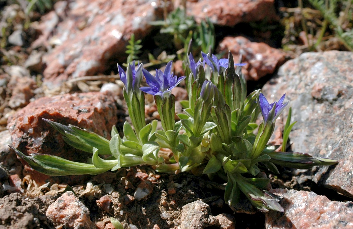 Image of Gentiana karelinii specimen.