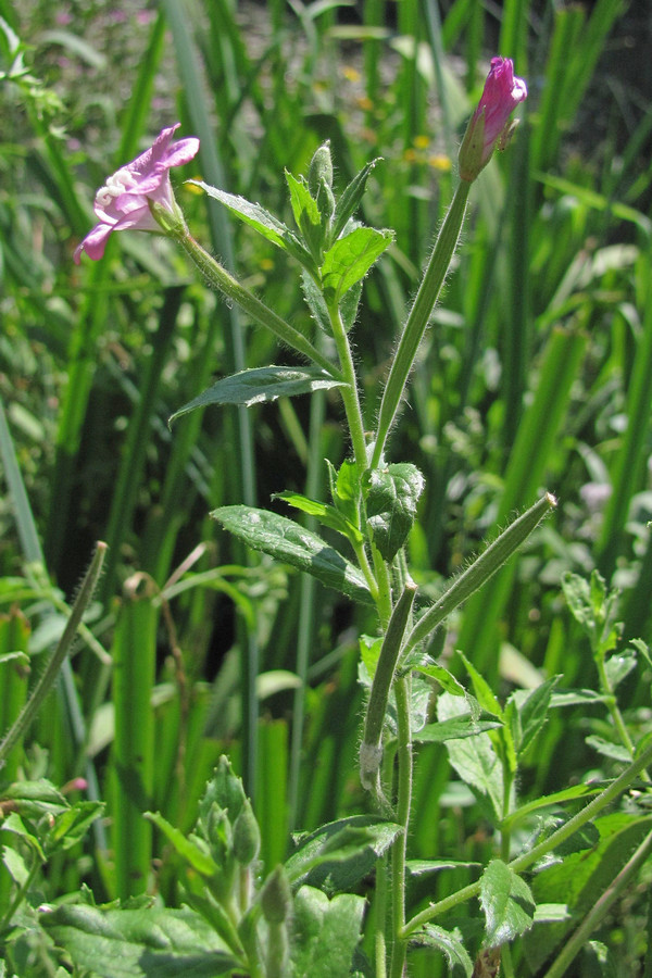 Image of Epilobium hirsutum specimen.