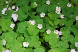 Oxalis acetosella