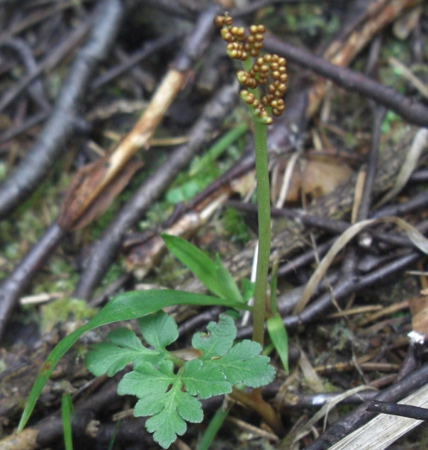 Image of Botrychium multifidum specimen.