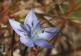 Lomatogonium carinthiacum