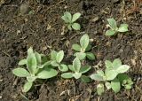 Lychnis coronaria. Ювенильные растения. Краснодарский край, Кущёвский р-н, станица Шкуринская, самосевка в саду. 1 июня 2015 г.