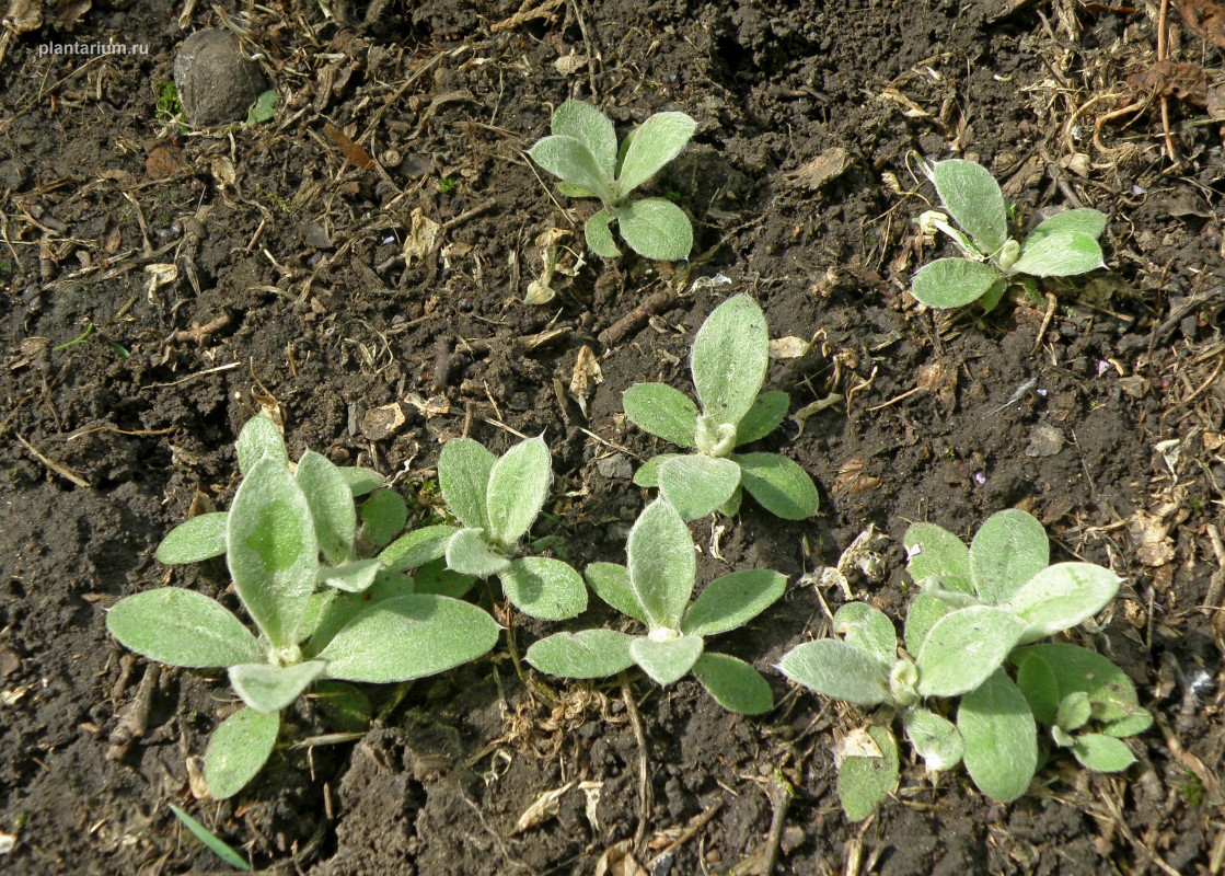 Image of Lychnis coronaria specimen.