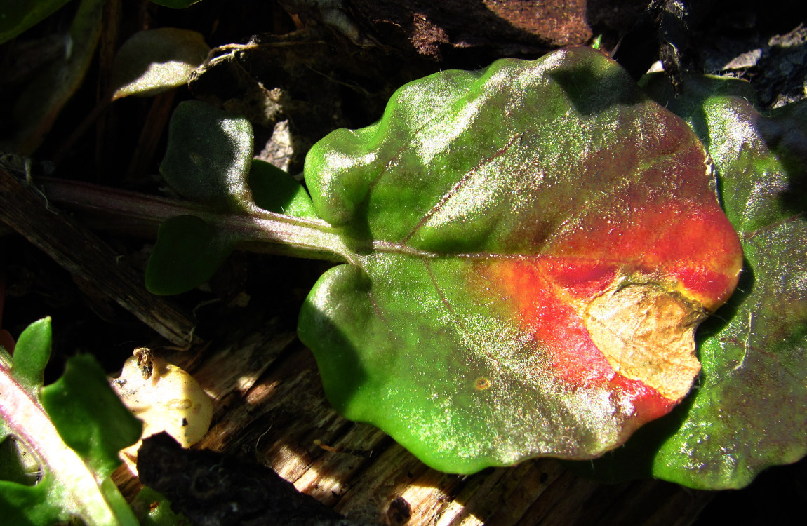 Image of Barbarea arcuata specimen.