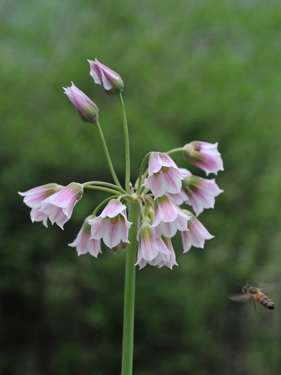 Изображение особи Nectaroscordum tripedale.