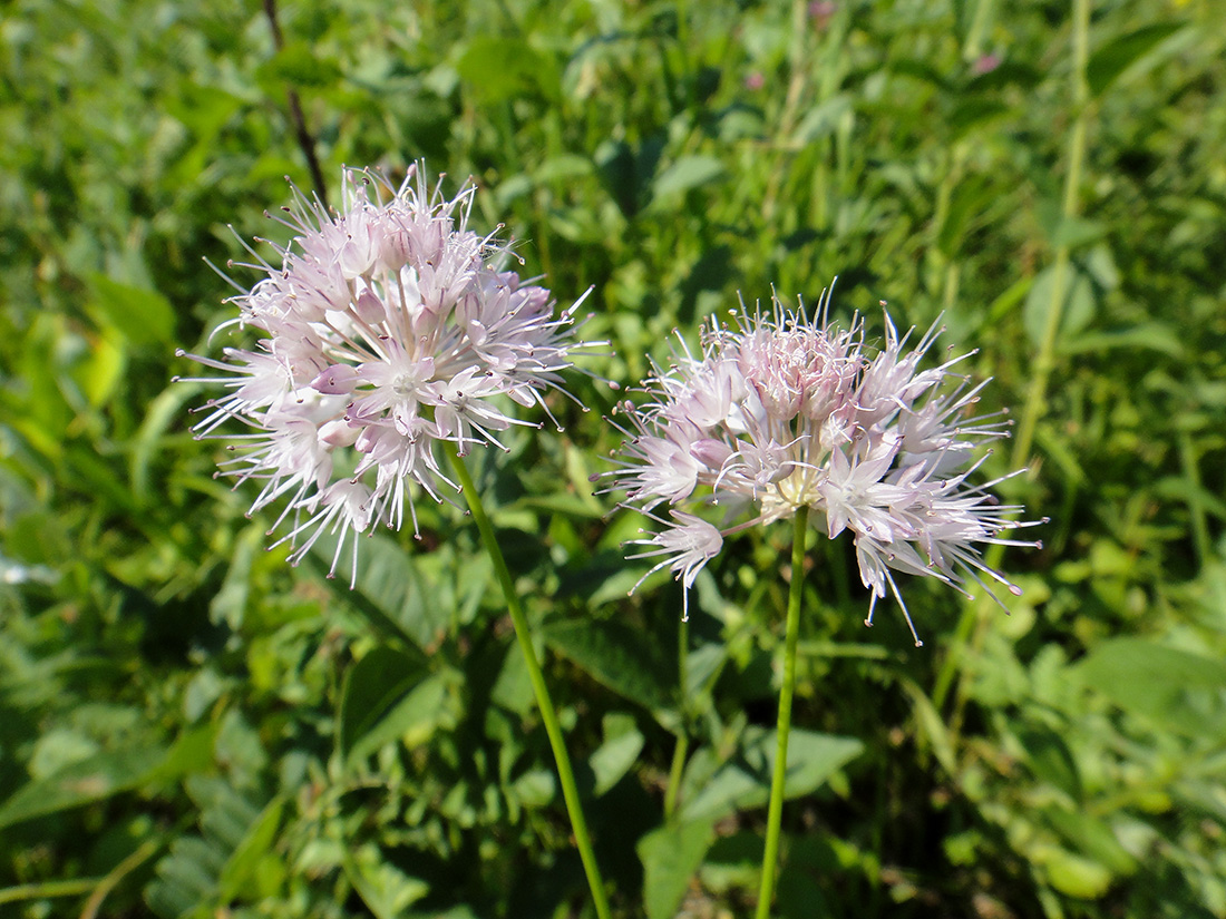 Изображение особи Allium splendens.