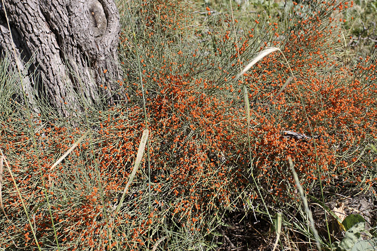 Image of Ephedra equisetina specimen.